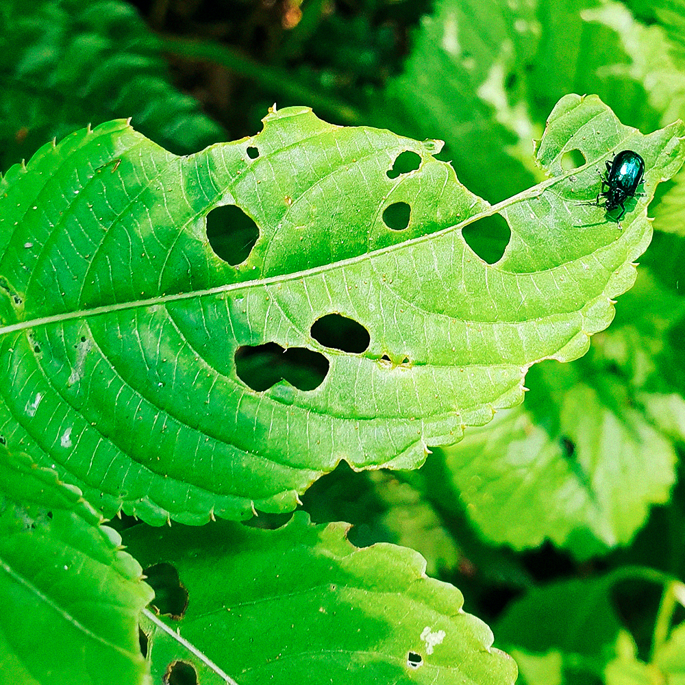 Repelente Natural