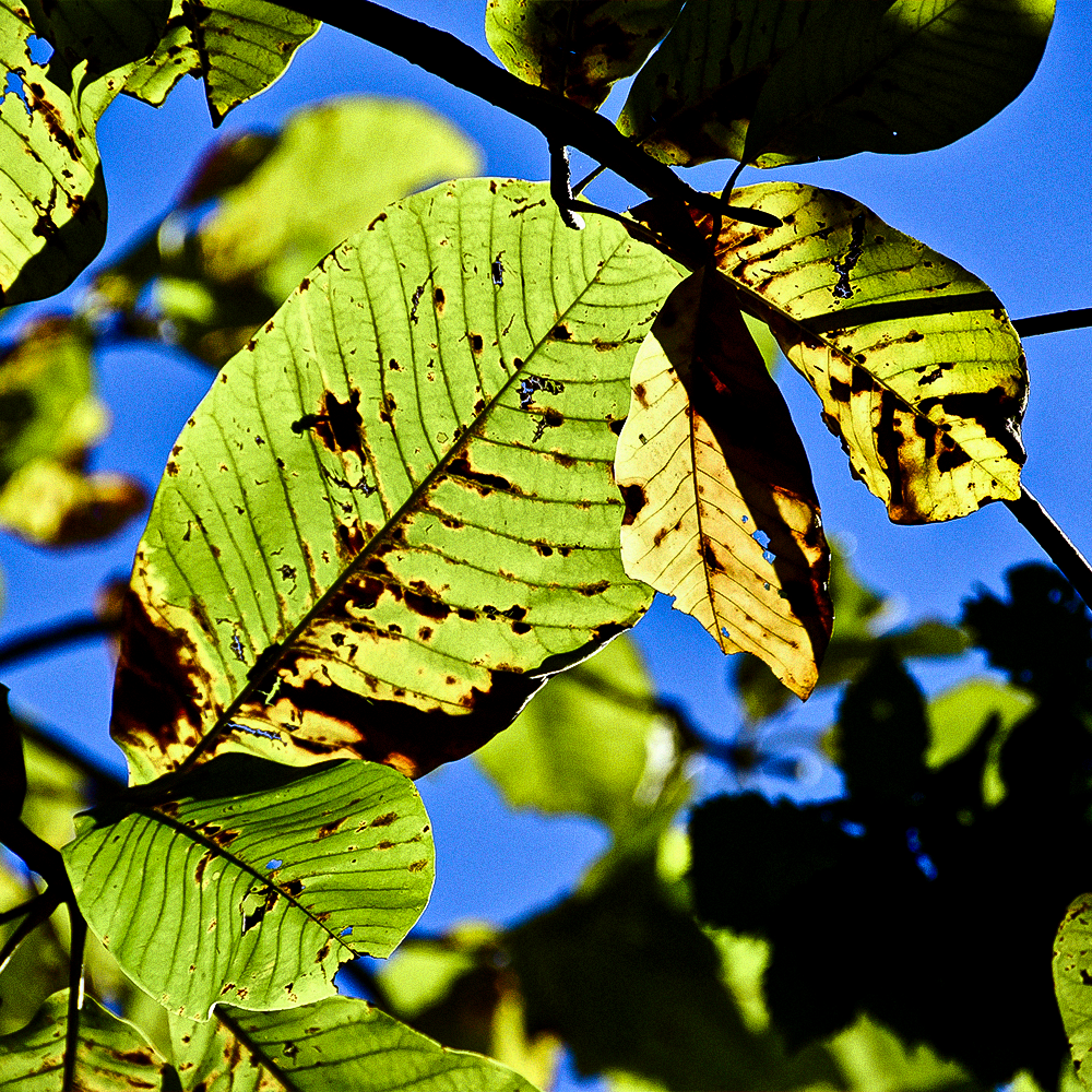 Potencializador Natural