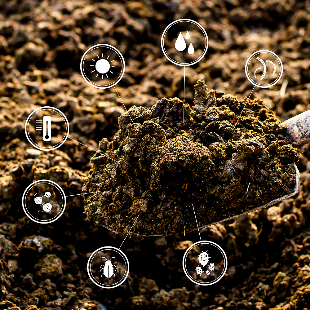 Análise Metagenoma - FB Produtividade